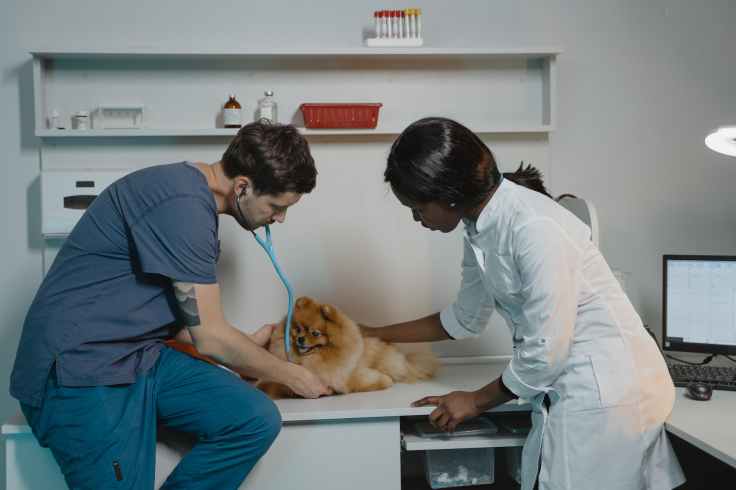 First visit to the veterinarian: preparing your dog or puppy